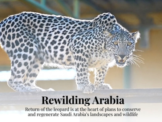 Rewilding Arabia