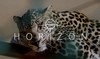 How new Netflix documentary ‘Horizon’ celebrates Ƶ’s wealth of wildlife