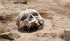 UK auction house removes Egyptian skulls from sale after outcry