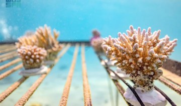 World’s largest coral restoration project unveiled in the Red Sea
