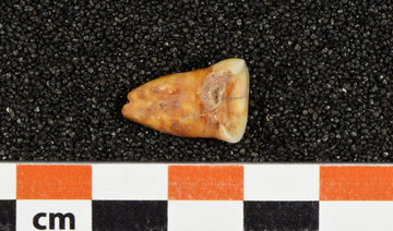 A human tooth discovered at Taforalt Cave in Morocco in an undated photograph. (REUTERS)