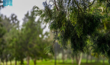 Juniper tree stands tall as a symbol of Al-Baha’s beauty