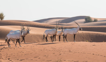 How sustainable tourism can help preserve Ƶ’s iconic desert wildlife 